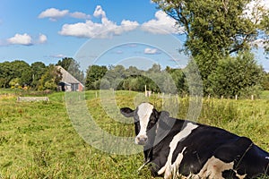 Dutch black and white Holstein cow in Groningen