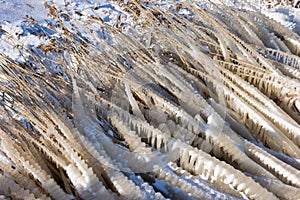 Dutch breakwater with reed covered by ice