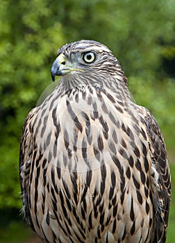 A dutch brown feathered hawk