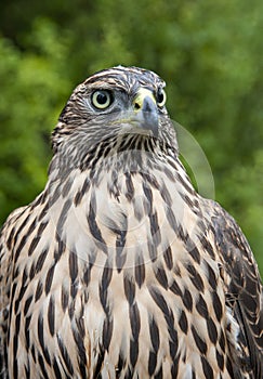 A dutch brown feathered hawk