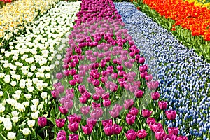 Dutch bulb field with colorful tulips