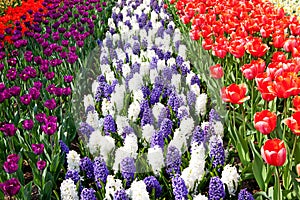 Dutch bulb field with colorful tulips and Hyacinth flowers