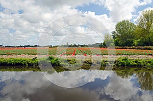 Dutch bulb field in Lisse