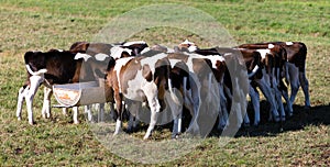 Dutch calfs