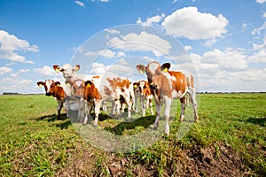 Dutch calves