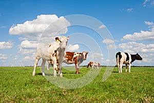 Dutch calves