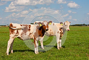 Dutch calves