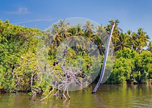 Dutch canal in Negombo.