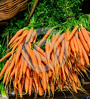 Dutch carrots for sale