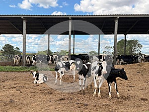 Dutch Cattle on the Farm