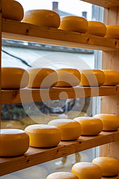 Dutch cheese in a shop window in Amsterdam