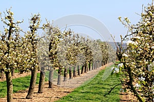 Dutch cherry orchard in spring