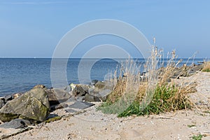 Dutch coast with basalt stones and reed bush