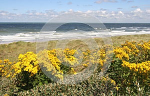 Dutch Coast in Spring