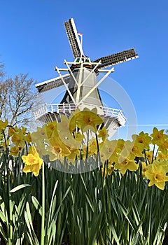 Dutch combination: windmill and daffodils