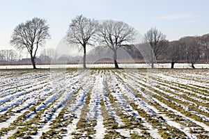 Dutch corn field covered in snow and frozen in winter