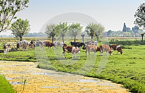 Dutch country landscape with cows and sheep