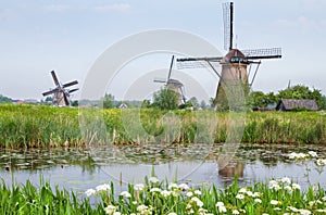 Dutch country landscape with windmills in spring