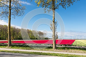 Dutch country road with colorful tulip fields and wind turbines