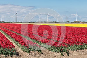 Dutch countryside with colorful tulip fields and wind turbines