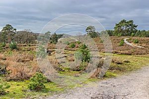 Dutch countryside with dirt trails among pine trees, heather and wild grass