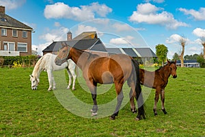 Dutch countryside with horses, rural lifestyle Netherlands, Holland