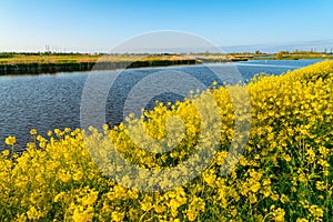 Dutch countryside landscape nature view of the polder canal and blooming rapeseed close to Rotterdam, Netherlandsby  Holland,