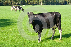 Dutch cow