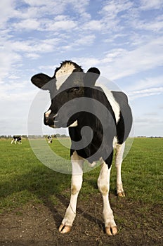 Dutch cow