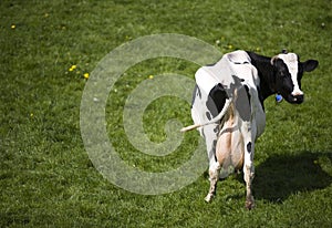 Dutch cow