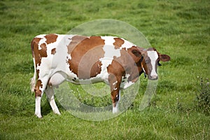 Dutch cow