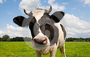 Dutch cow