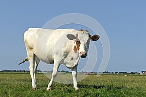 Dutch cow