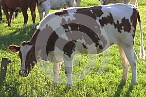 Dutch Cow