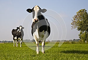 Dutch cow