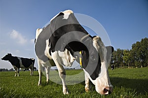 Dutch cow