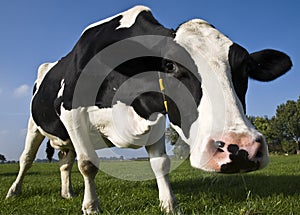 Dutch cow