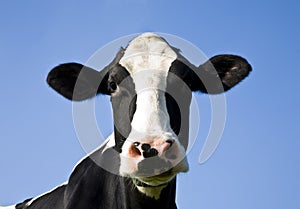 Dutch cow