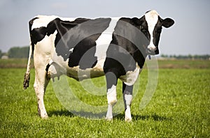 Dutch cow