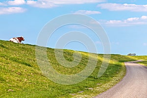 Dutch cow lying on a in Friesland