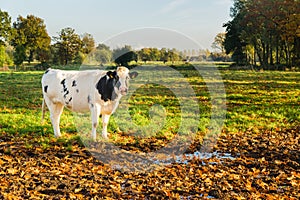 Dutch cow in meadow