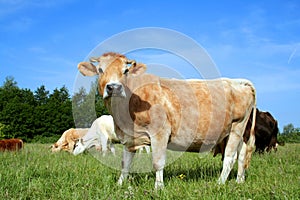 Dutch cow in Pasture 03