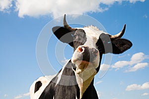 Dutch cow