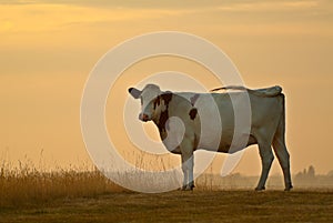 A Dutch cow swirls its tail during sunset