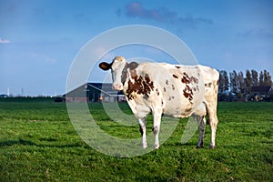 A dutch cow with white and brown coloured fur in a green grass pasture on a cloudy day in the village of Warmond