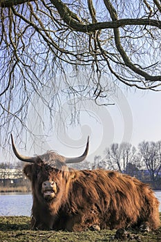 Dutch cow Zaanstad