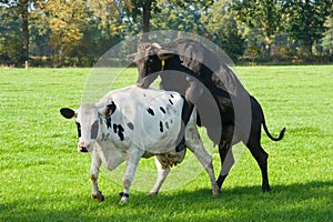 Dutch cows