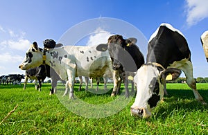 Dutch cows