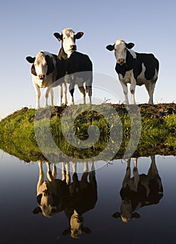 Dutch cows