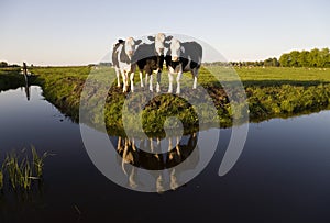 Dutch cows